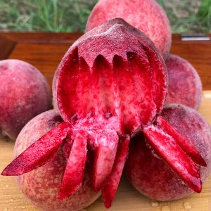 Blood Peach Seeds