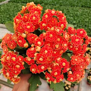 🌺Golden Fox Longevity Flower Seeds—Health And Longevity