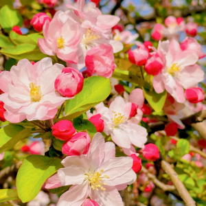 🌸Malus × Kaido Seeds-Elf in the sea of flowers🧚
