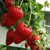 All-Year-Round Strawberry Seeds