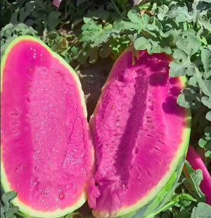 Pink Mist Watermelon Seeds๐โจ
