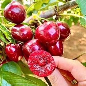 ๐Rainier Cherry Fruit Seeds(๐ฟ99% Germination)