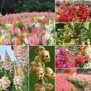 Garden Snapdragon (Ghost Face Flower 🌺) Seeds