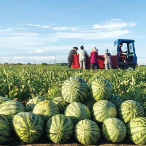 Last Day 70%OFF - Lazy Man's Watermelon Seeds