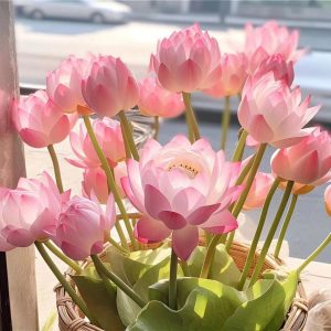 🔥HOT SALE 49% OFF💐The Sacred Bonsai Bowl Lotus Flower Seeds