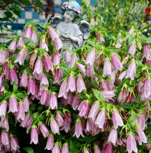 Spotted Bellflower Seeds