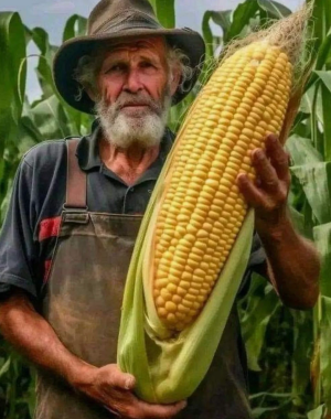 Giant Corn Seeds ๐ฝโจ