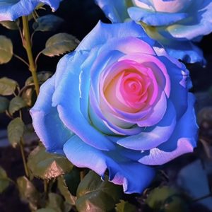 Rare Bag Blue Pink Rose Seeds Scented Plants Flowers
