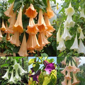 Bag Datura Brugmansia Seeds Potted Bonsai Trumpets Angel Flower Seeds