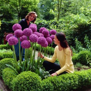 Enchanting Giant Allium Flower Seeds