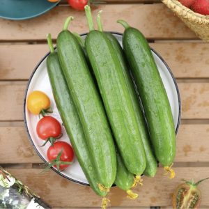 Creeping Cucumber Seeds