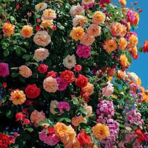 Climbing Vine Rose Flower Seeds – Fast-Growing, Vibrant Blooms