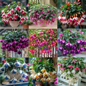 🌺Fuchsia Seeds - Lantern Flower