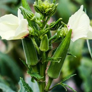 Lady Finger/ Okra Seed