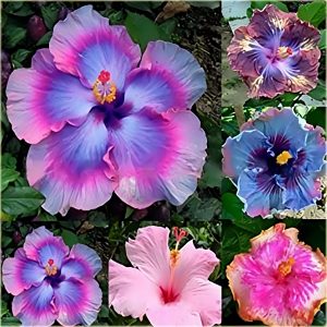Hibiscus-Giant Ombre Exotic Coral Flowers Seeds