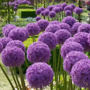 🌸Giant Allium Giganteum Ornamental Onion Flower