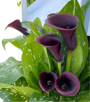 Calla Lily Seeds Garden Balcony Potted Perennial Flower Seeds Bonsai Ivy Flowers