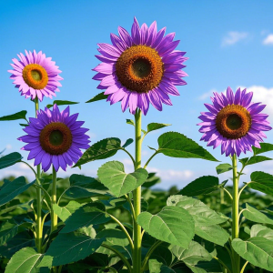 'Sunlight Giant' Sunflower Seeds - Purple