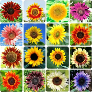 🌺Last Day Sale--60% Off💐 Sunflower Seeds🌻