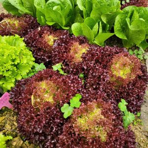 Organic Lettuce Seeds 'Purple'