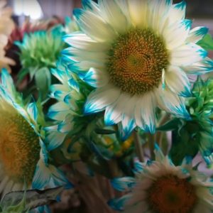 Blue Lace Sunflower Seeds