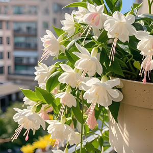 🌺 Lantern Flower Seeds-White