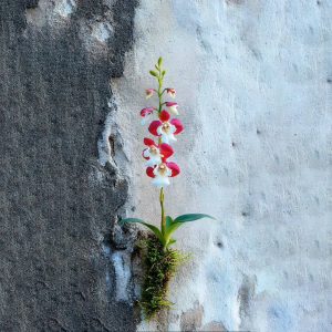 Red Cherry Bellflower Orchid Rare Plant Seeds🌼