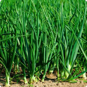 Scallion Onions Seeds