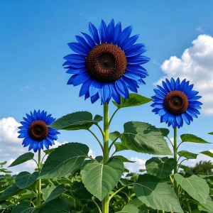 'Sunlight Giant' Sunflower Seeds - Dark Blue