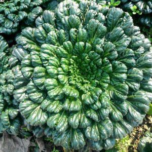 WuTat Choy: Vitamin dish