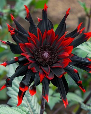 Red Flame Sunflower