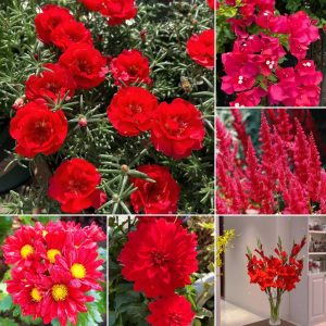 Red Head - Exclusive Red Wildflower Seed Mix