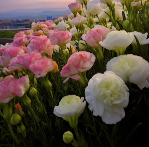 🌺Rose Balloon Flower, Eustoma - Sincere Love