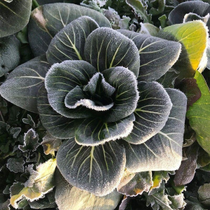 Black Pak Choi Seeds